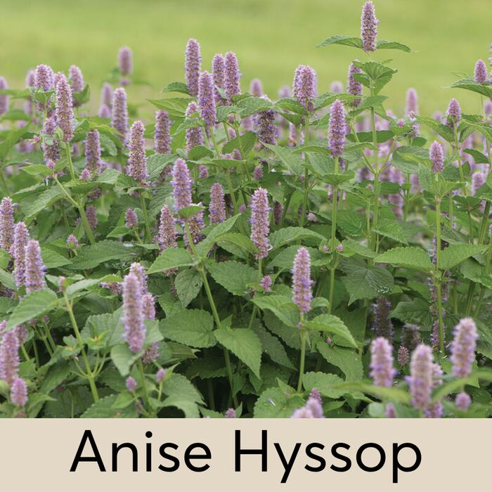 Anise Hyssop Seed Pod