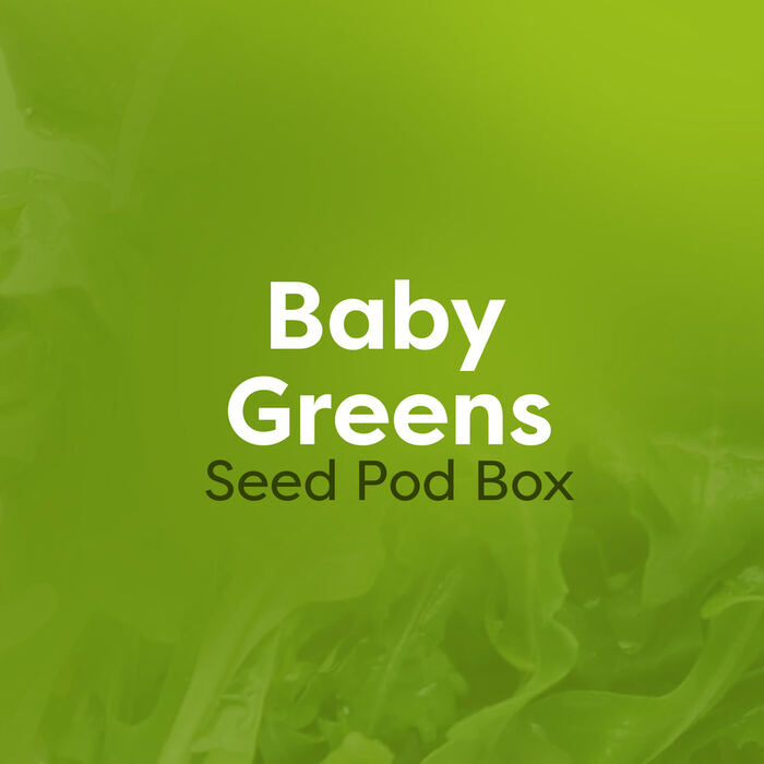 Baby Green Seed Pod Box