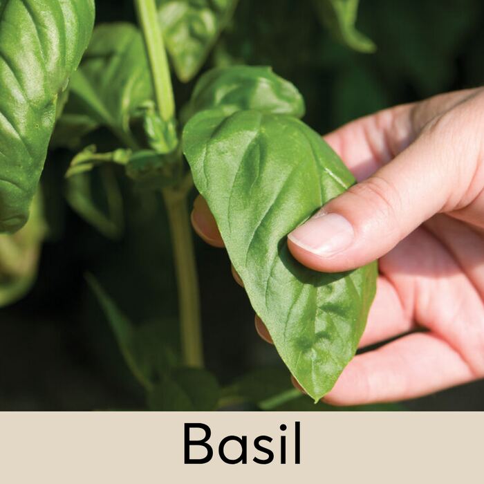 Basil Seed Pod
