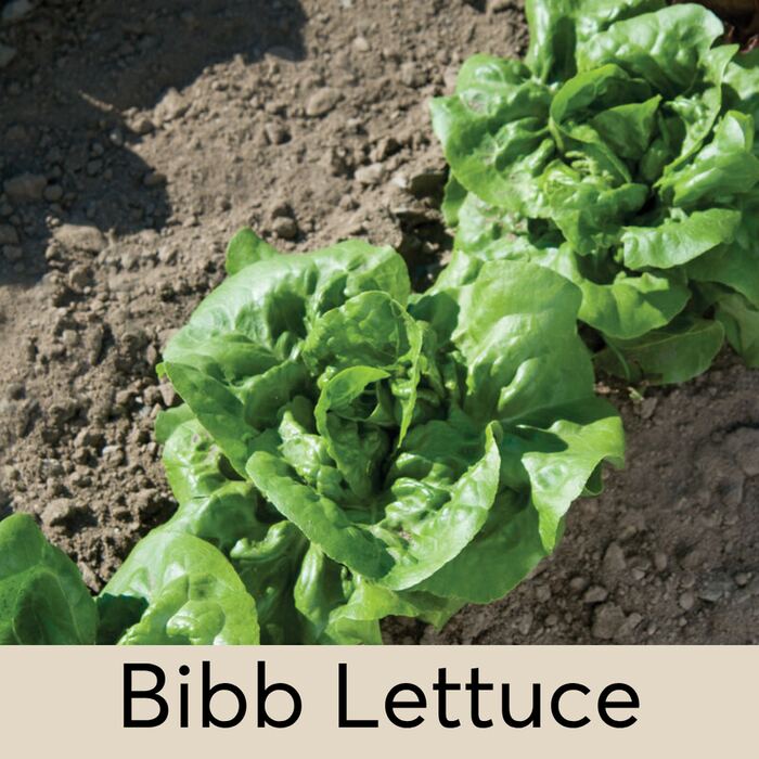 Bibb Lettuce Seed Pod