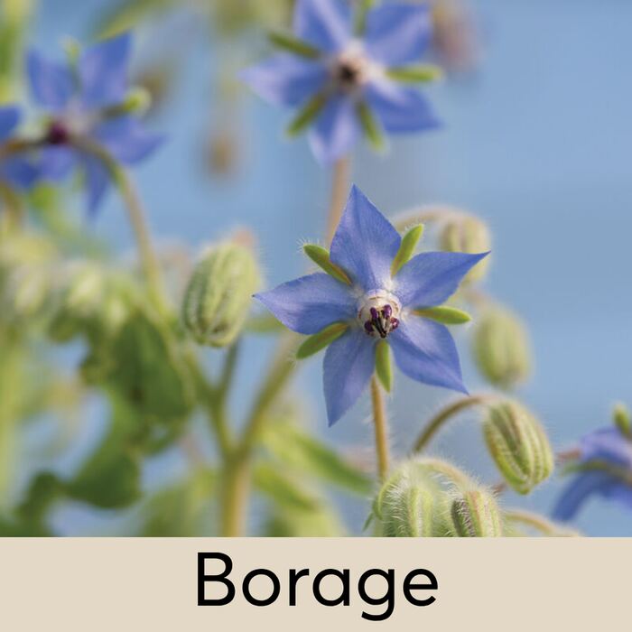 Borage Seed Pod