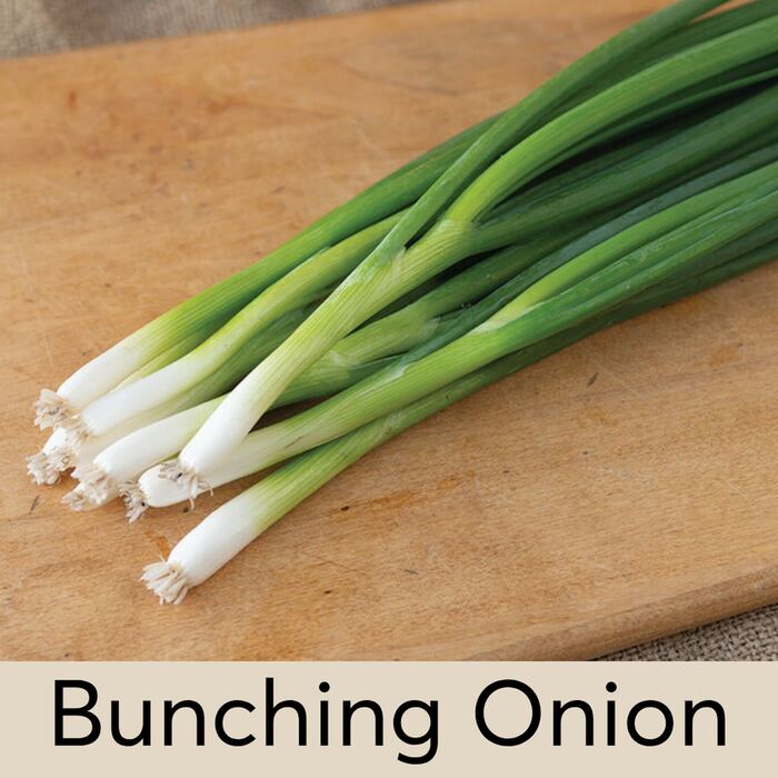Bunching Onion Seed Pod