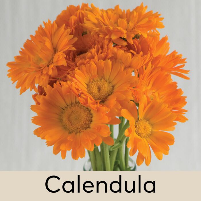 Calendula Seed Pod