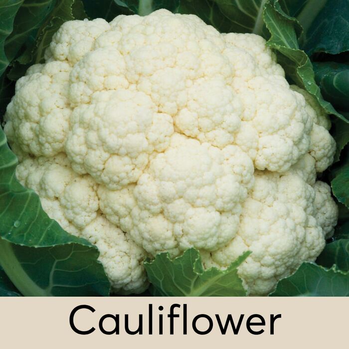 Cauliflower Seed Pod