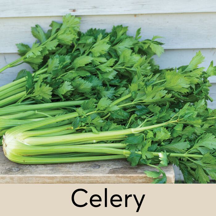 Celery Seed Pod