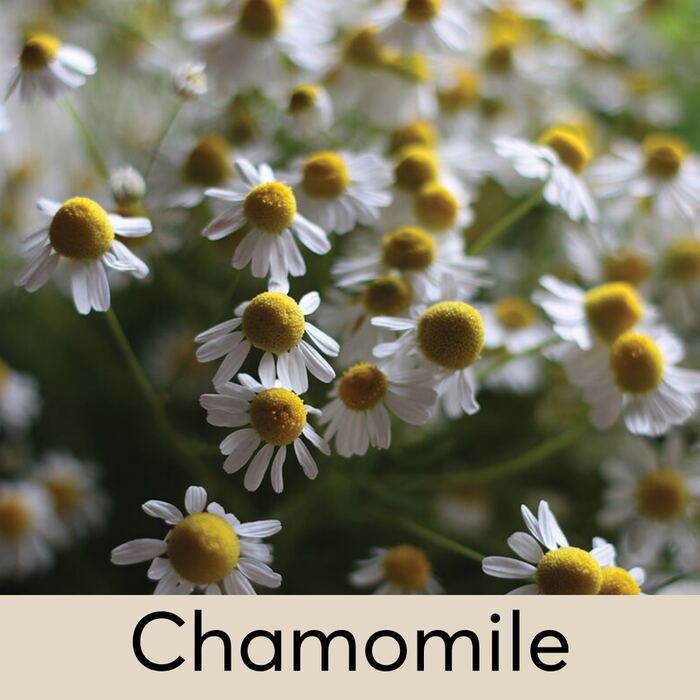 Chamomile Seed Pod
