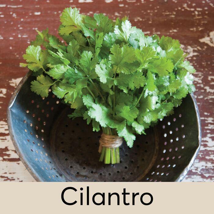 Cilantro Seed Pod