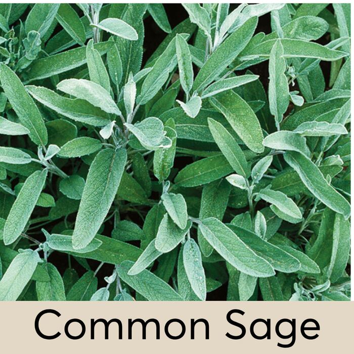 Common Sage Seed Pod