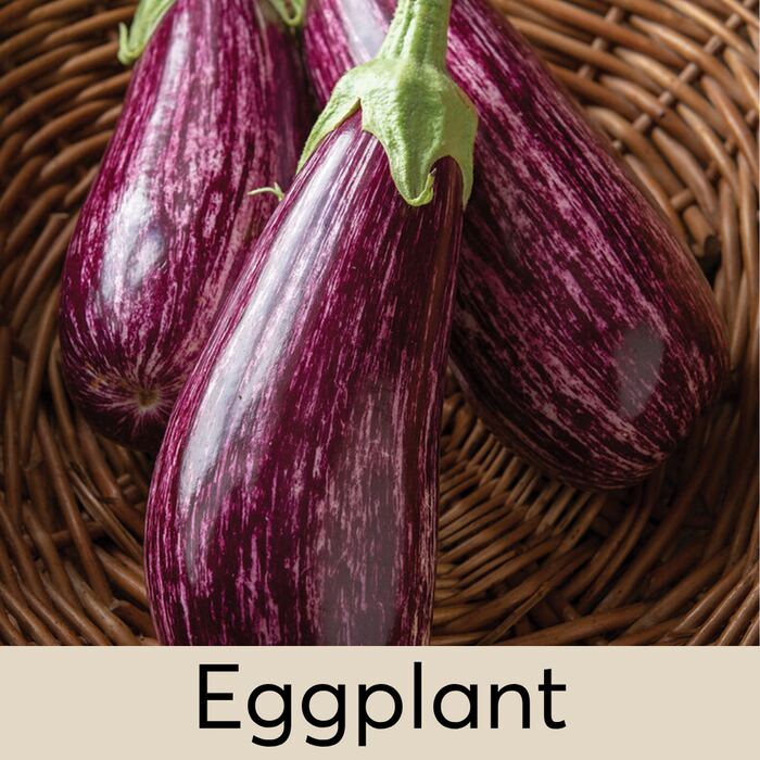 Eggplant Seed Pod