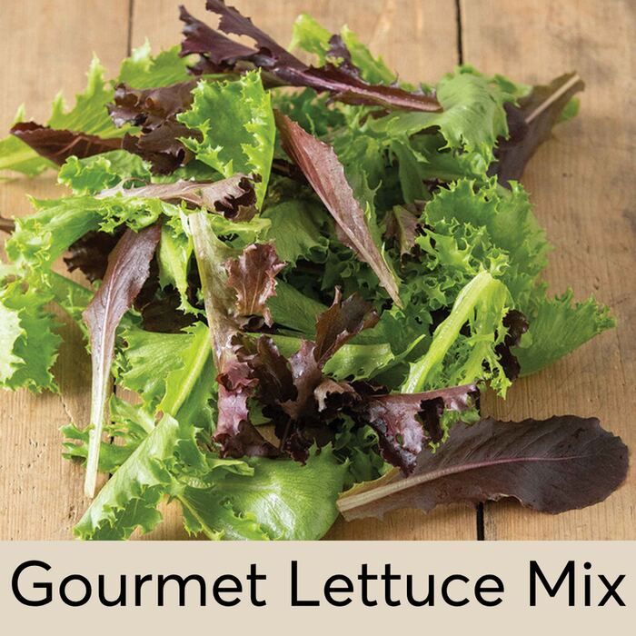Gourmet Lettuce Mix Seed Pod