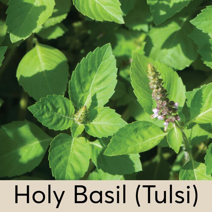 Holy Basil Seed Pod