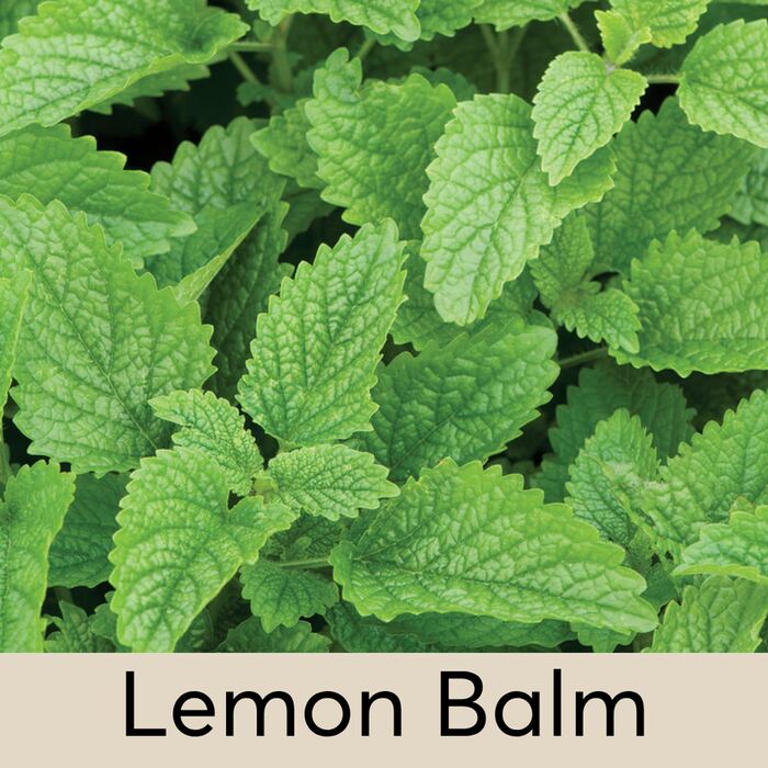 Lemon Balm Seed Pod