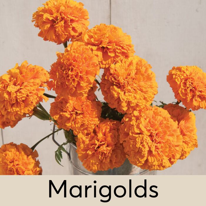Marigolds Seed Pod