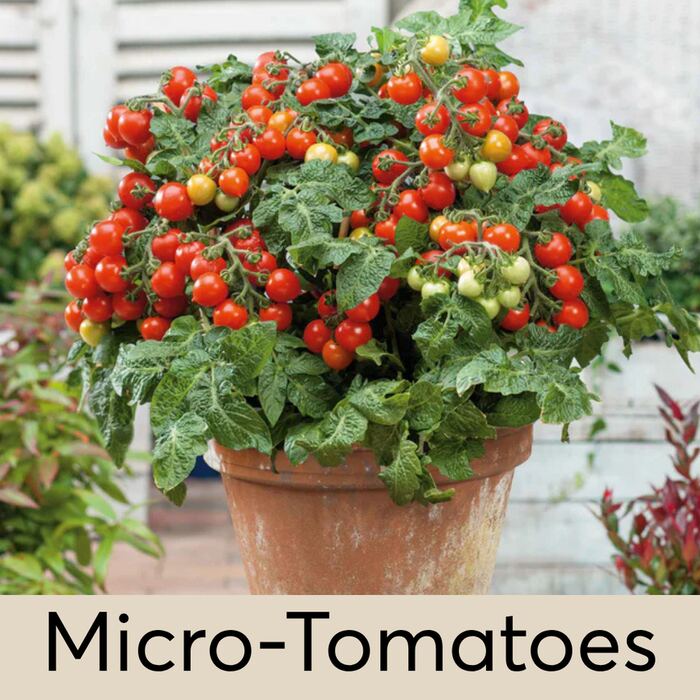 Micro-Tomato Seed Pod
