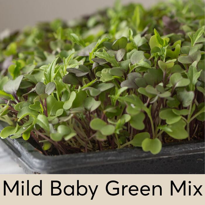 Mild Baby Green Mix Seed Pod