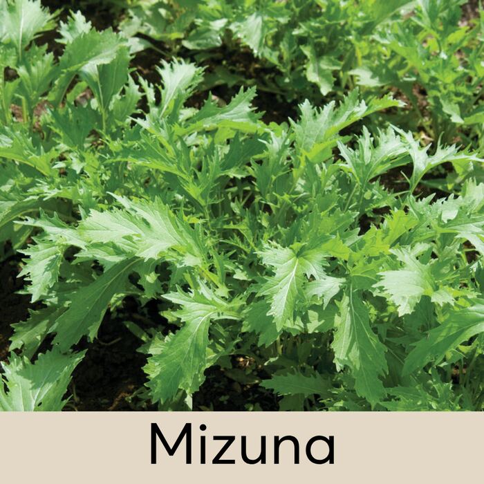 Mizuna Seed Pod
