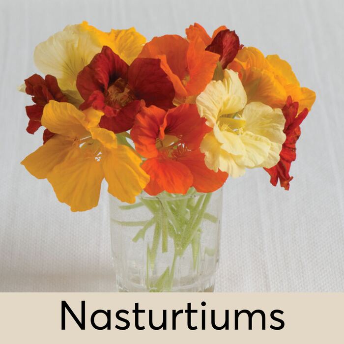 Nasturtiums Seed Pod