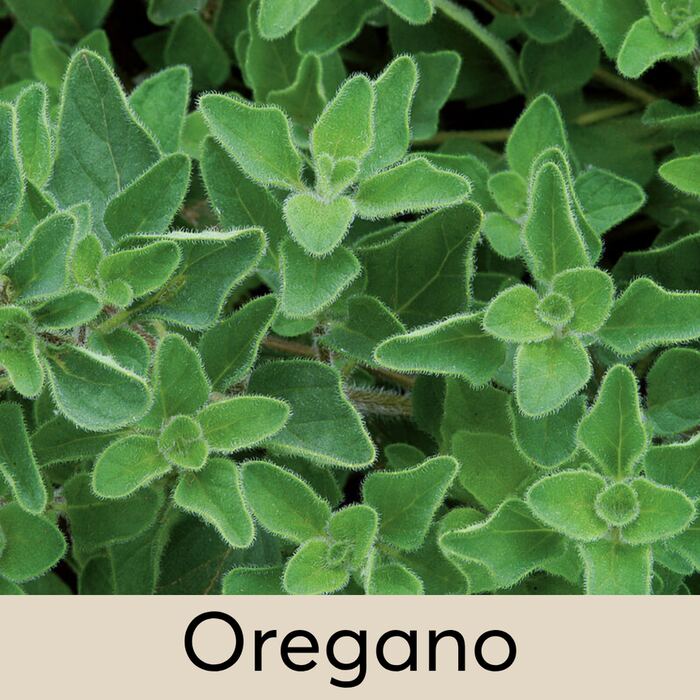Oregano Seed Pod
