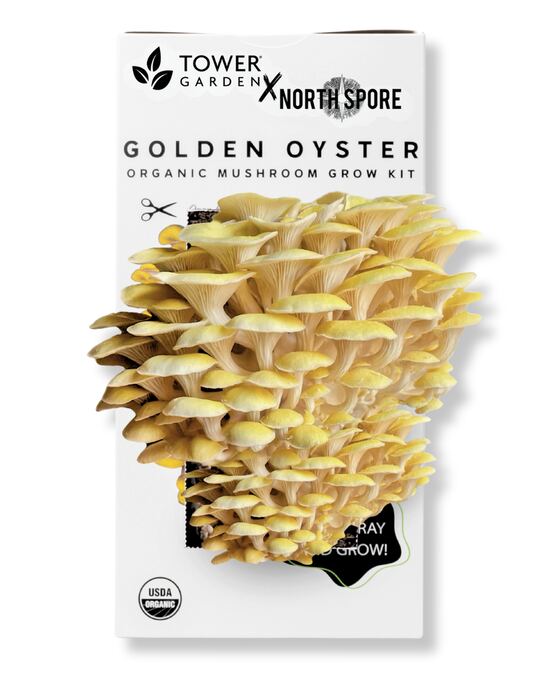 Organic Golden Oyster ‘Spray & Grow’ Mushroom Growing Kit
