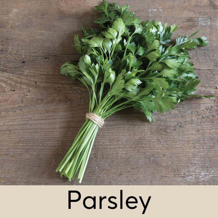 Parsley Seed Pod