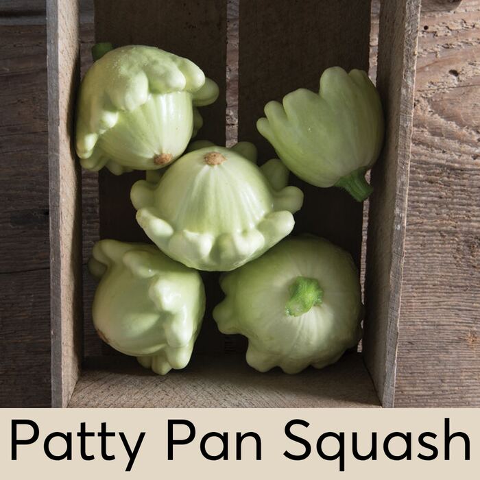 Patty Pan Squash Seed Pod