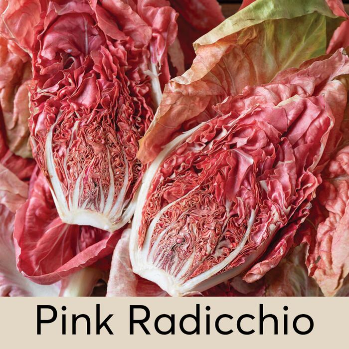 Pink Radicchio Seed Pod