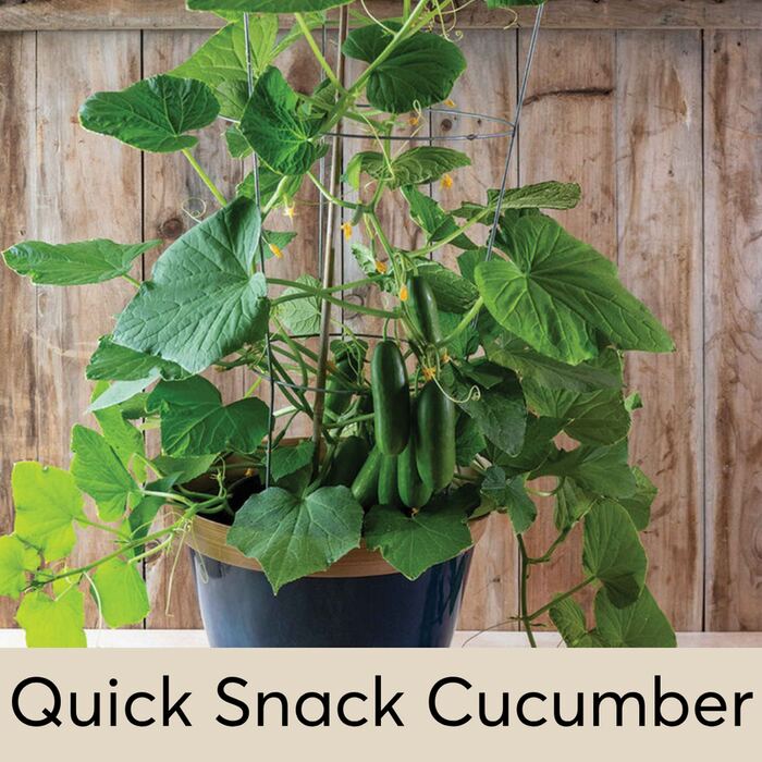 Quick Snack Cucumbers Seed Pod