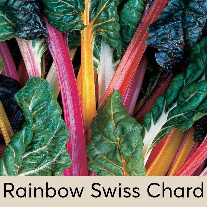 Rainbow Chard Seed Pod