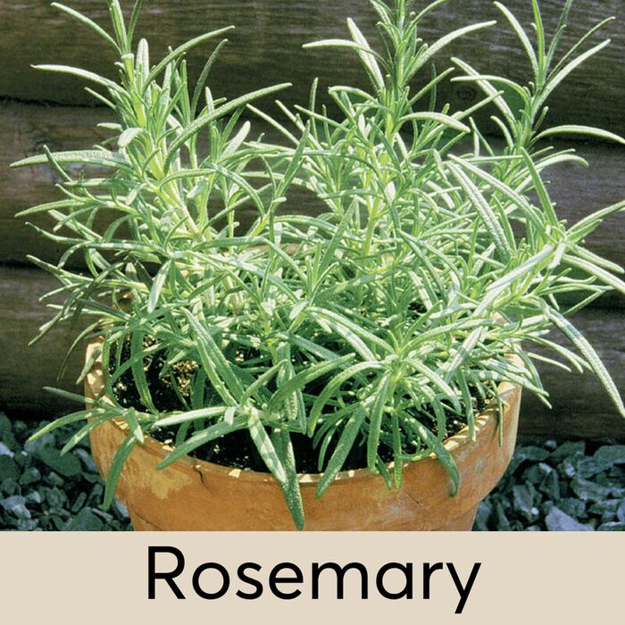 Rosemary Seed Pod