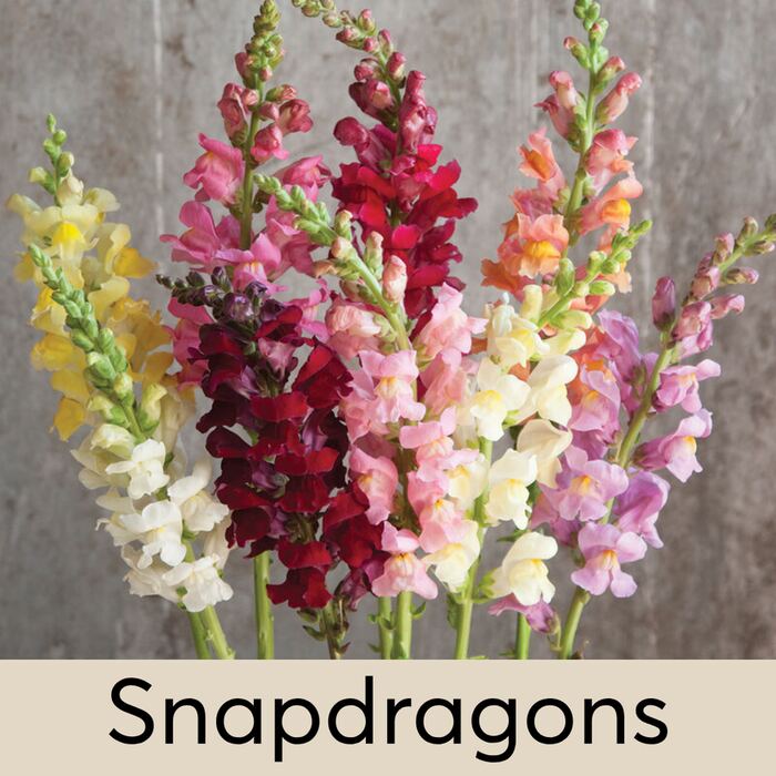 Snapdragons Seed Pod