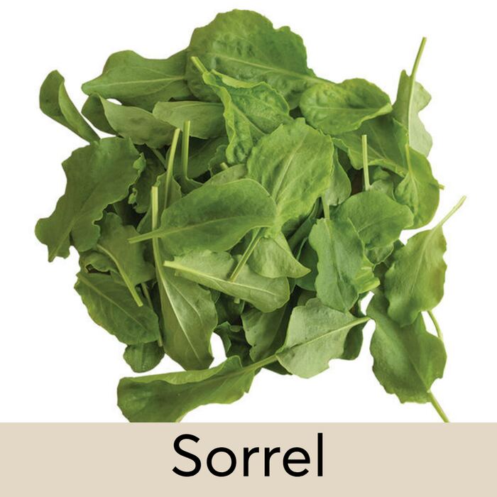 Sorrel Seed Pod