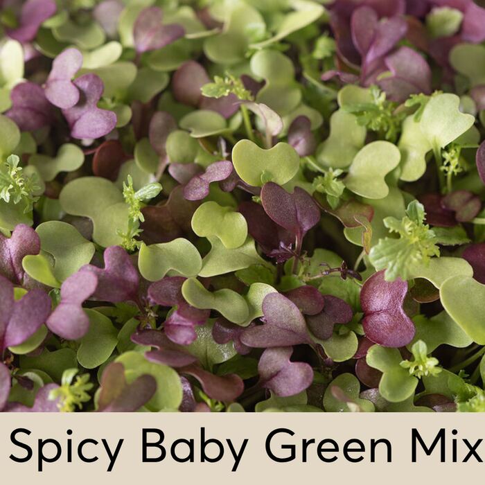 Spicy Baby Green Mix Seed Pod