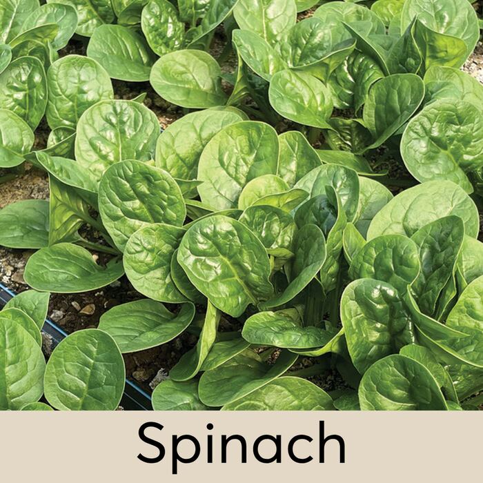 Spinach Seed Pod