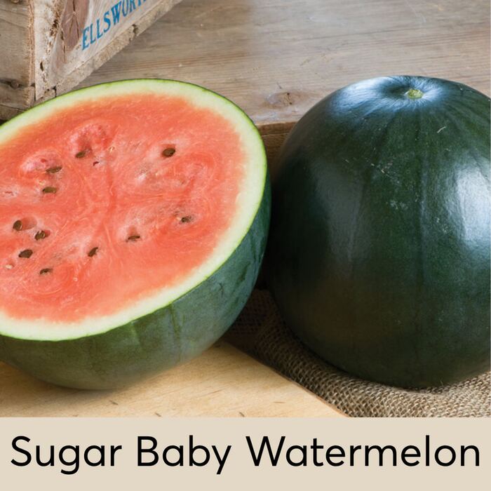 Sugar Baby Watermelon