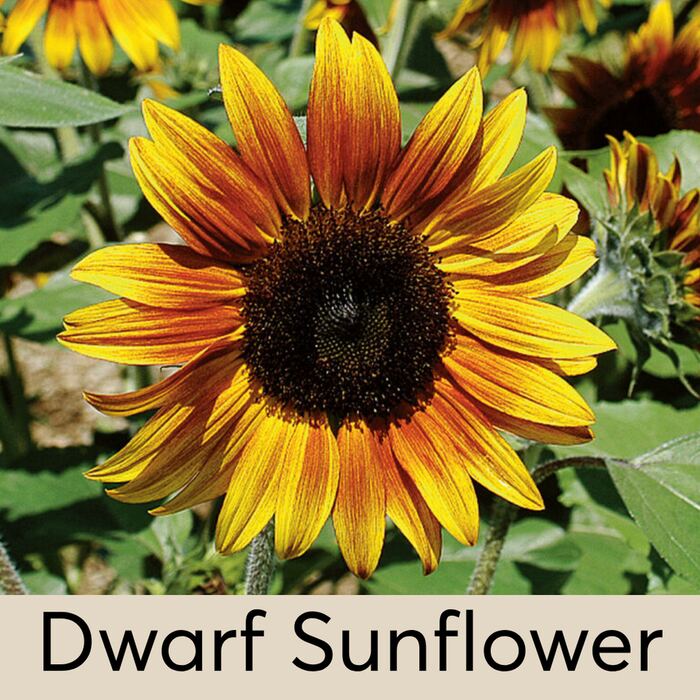 Sunflower (dwarf) Seed Pod