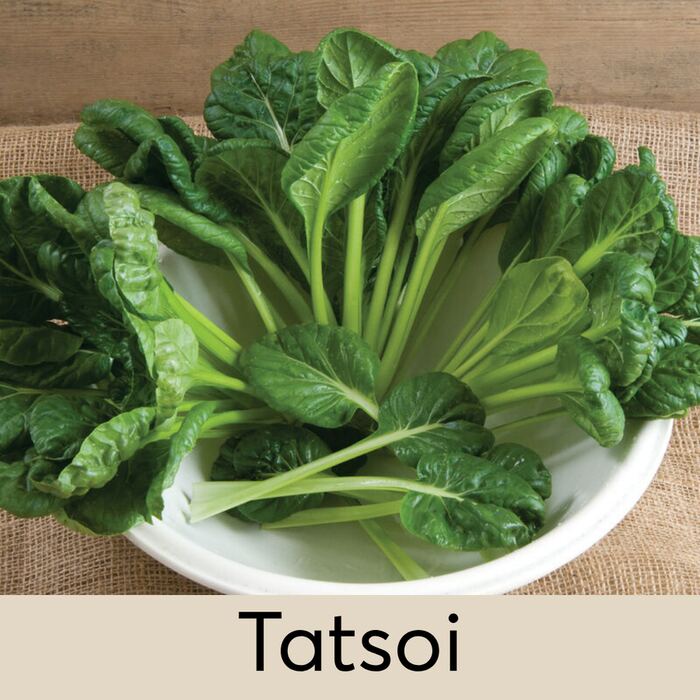 Tatsoi Seed Pod