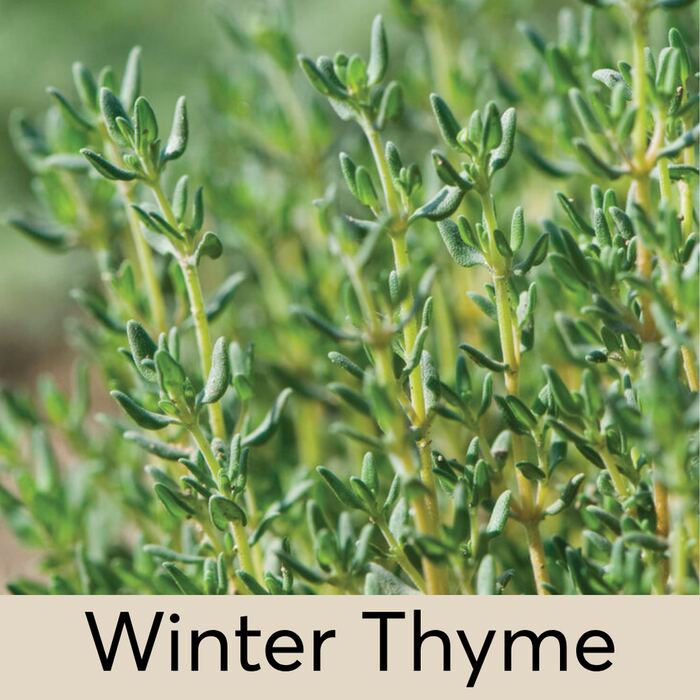 Winter Thyme Seed Pod