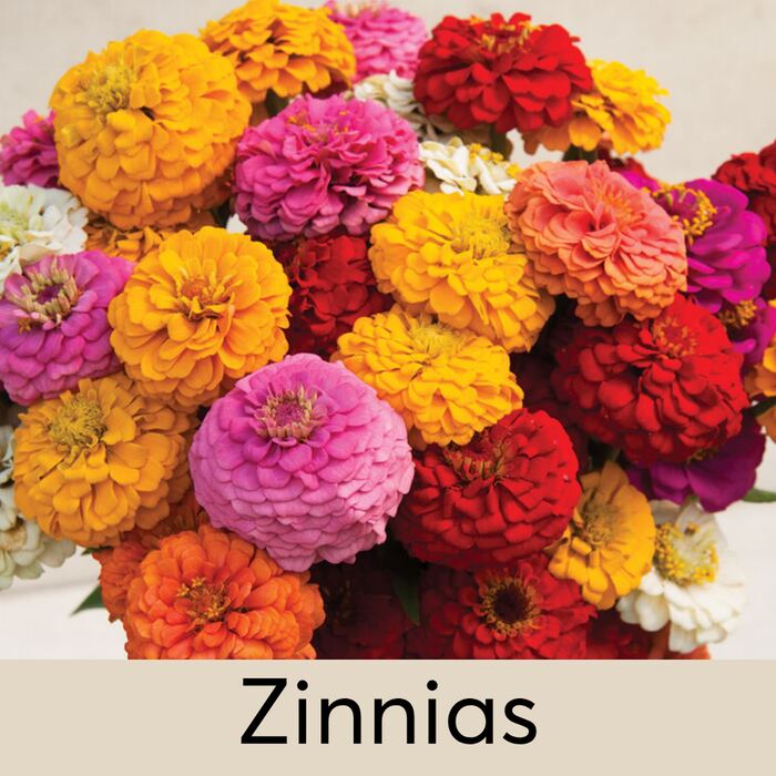 Zinnias Seed Pod